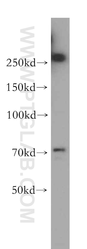 Western Blot (WB) analysis of mouse thymus tissue using CCDC28A Polyclonal antibody (14807-1-AP)