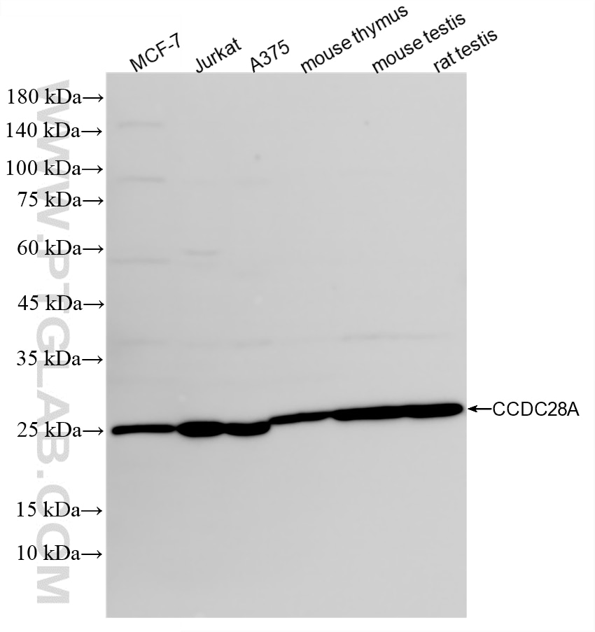 Western Blot (WB) analysis of various lysates using CCDC28A Recombinant monoclonal antibody (86883-1-RR)