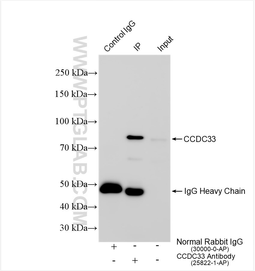 Immunoprecipitation (IP) experiment of mouse testis tissue using CCDC33 Polyclonal antibody (25822-1-AP)