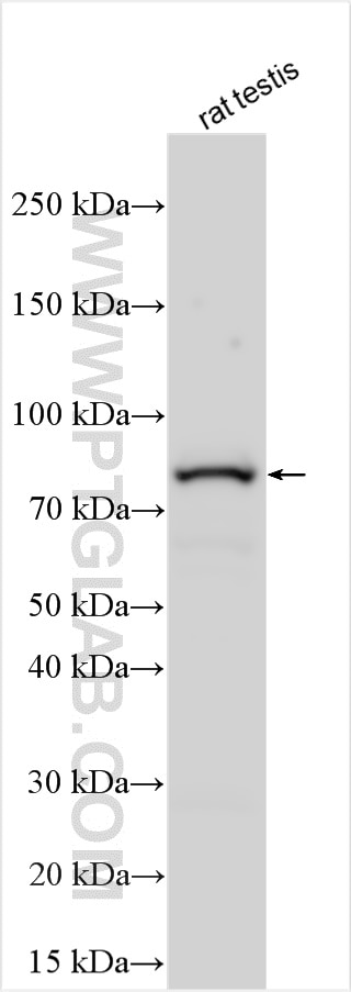 CCDC33