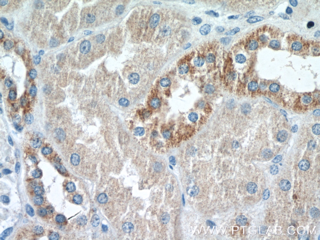 Immunohistochemistry (IHC) staining of human kidney tissue using CEP83 Polyclonal antibody (26013-1-AP)