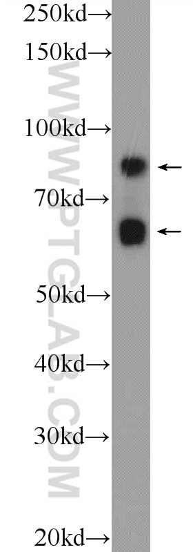 WB analysis of HEK-293 using 26013-1-AP