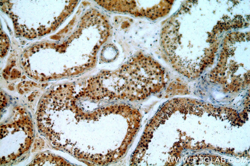 Immunohistochemistry (IHC) staining of human testis tissue using CCDC42 Polyclonal antibody (20833-1-AP)