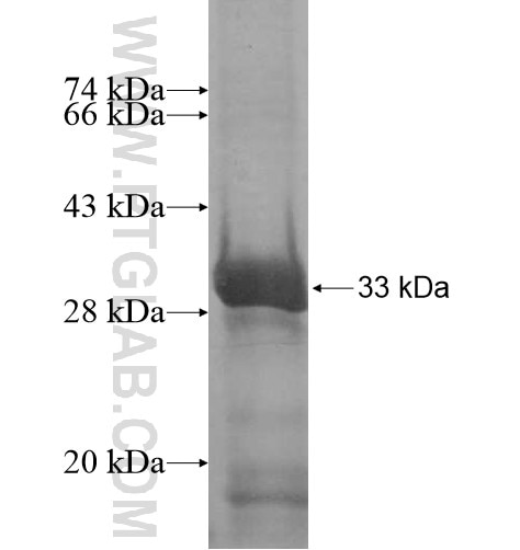 CCDC42 fusion protein Ag14895 SDS-PAGE