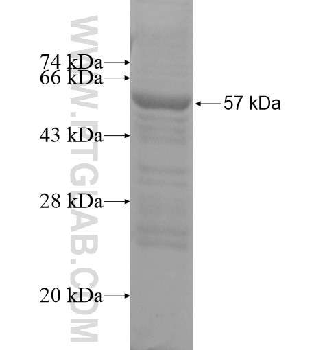 CCDC42 fusion protein Ag14906 SDS-PAGE