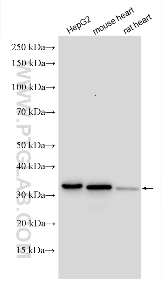 Western Blot (WB) analysis of various lysates using TACO1/CCDC44 Polyclonal antibody (21147-1-AP)