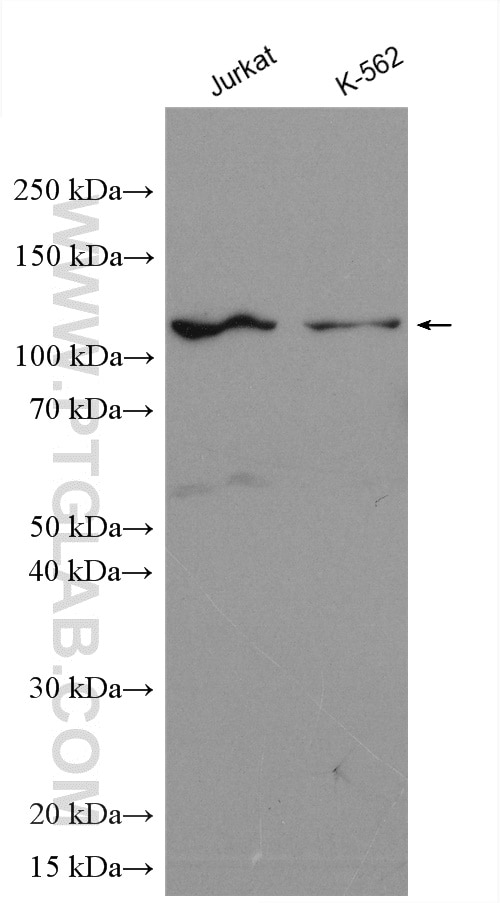 Western Blot (WB) analysis of various lysates using CCDC45 Polyclonal antibody (28062-1-AP)