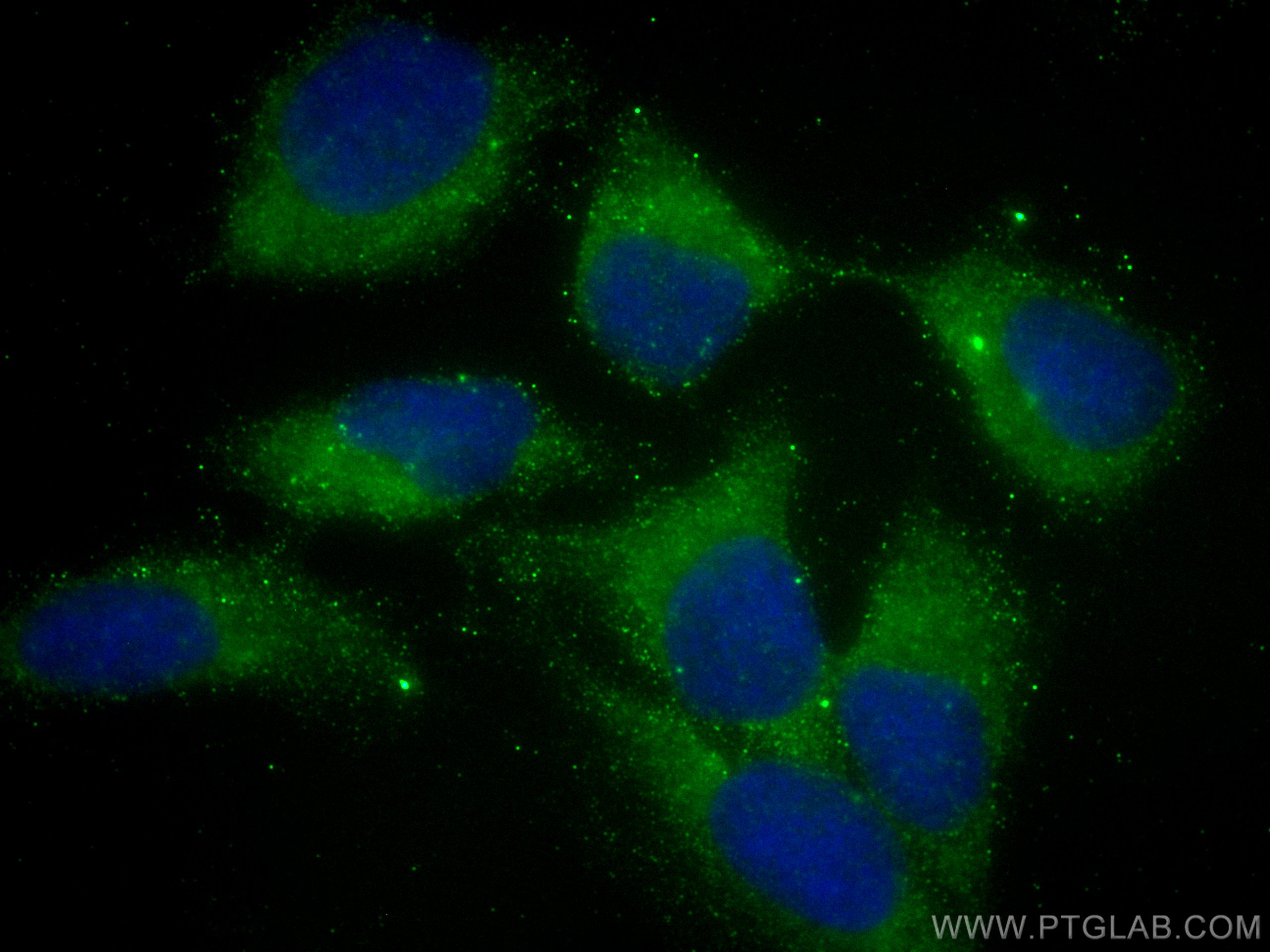 Immunofluorescence (IF) / fluorescent staining of U2OS cells using CCDC45 Monoclonal antibody (67755-1-Ig)