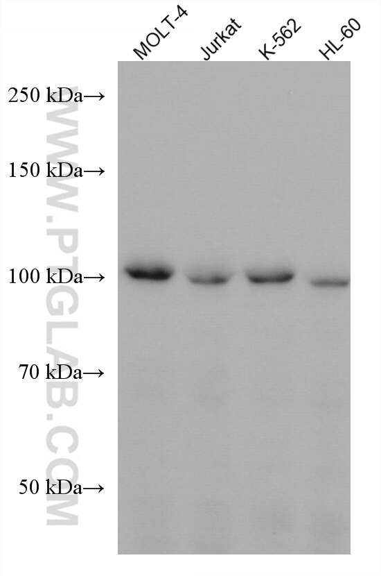 Western Blot (WB) analysis of various lysates using CCDC45 Monoclonal antibody (67755-1-Ig)