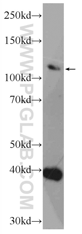 Western Blot (WB) analysis of mouse testis tissue using CEP112 Polyclonal antibody (24928-1-AP)