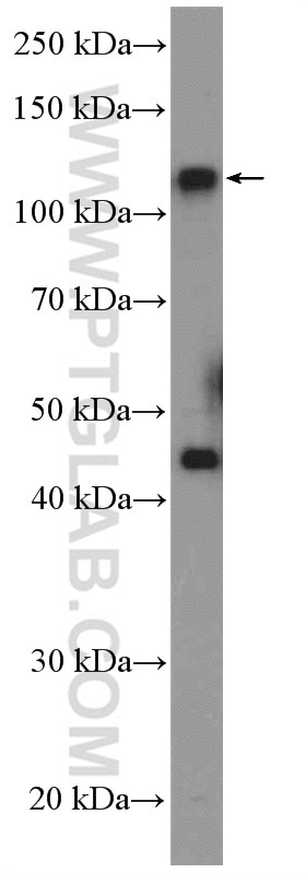Western Blot (WB) analysis of HEK-293 cells using CEP112 Polyclonal antibody (24928-1-AP)