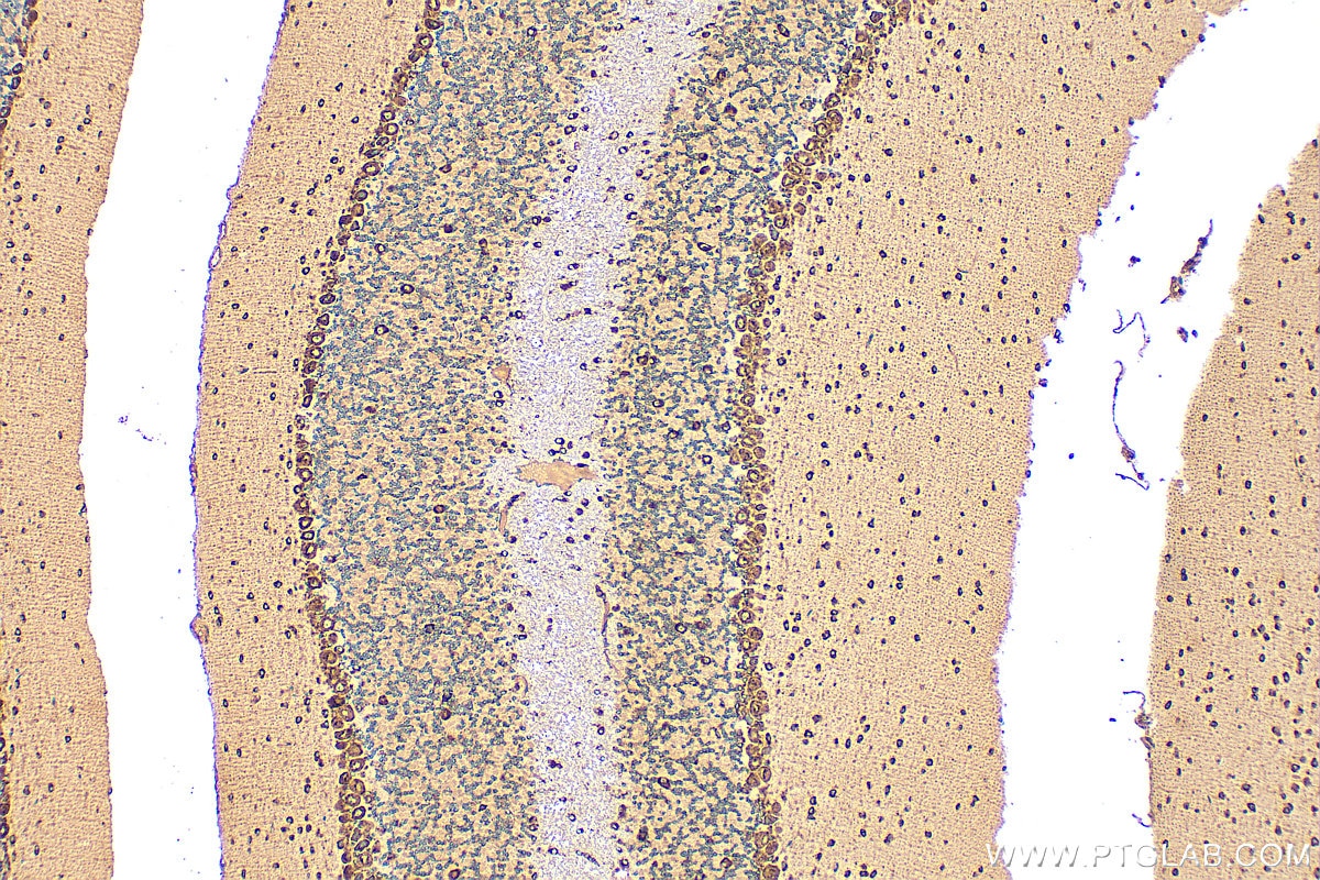Immunohistochemistry (IHC) staining of mouse cerebellum tissue using CCDC47 Polyclonal antibody (32080-1-AP)