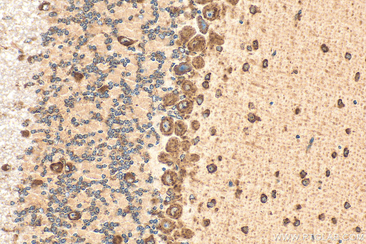 Immunohistochemistry (IHC) staining of mouse cerebellum tissue using CCDC47 Polyclonal antibody (32080-1-AP)