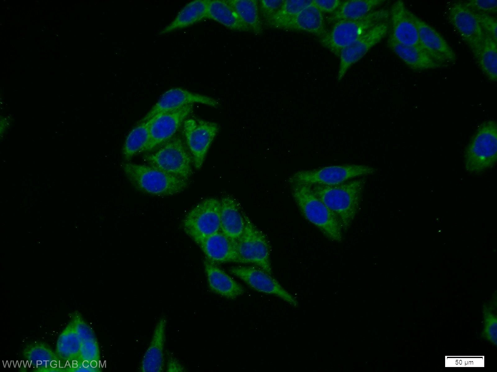 Immunofluorescence (IF) / fluorescent staining of HepG2 cells using CWC25 Polyclonal antibody (24416-1-AP)