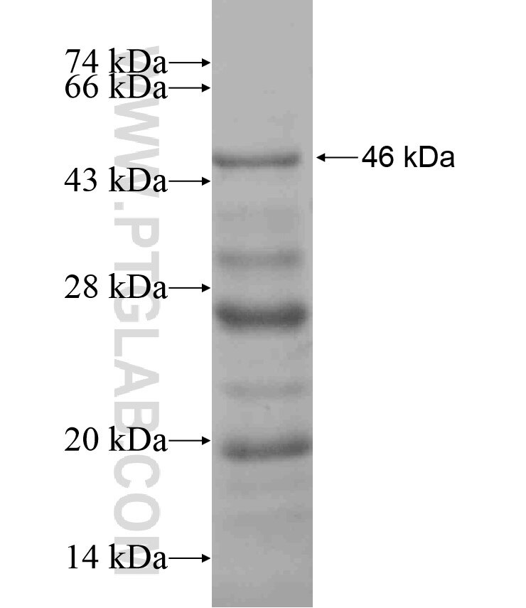 CCDC49 fusion protein Ag17037 SDS-PAGE