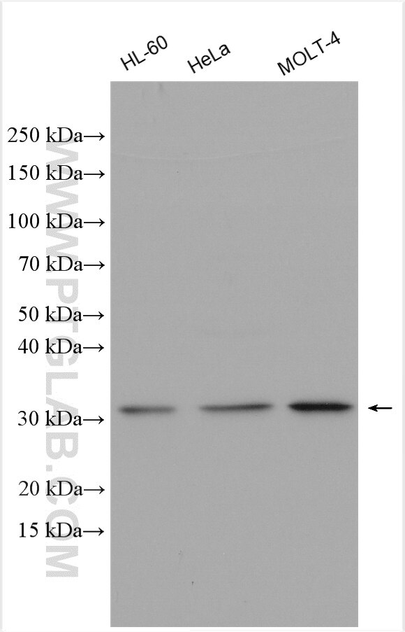 Western Blot (WB) analysis of various lysates using HAUS1 Polyclonal antibody (11094-2-AP)