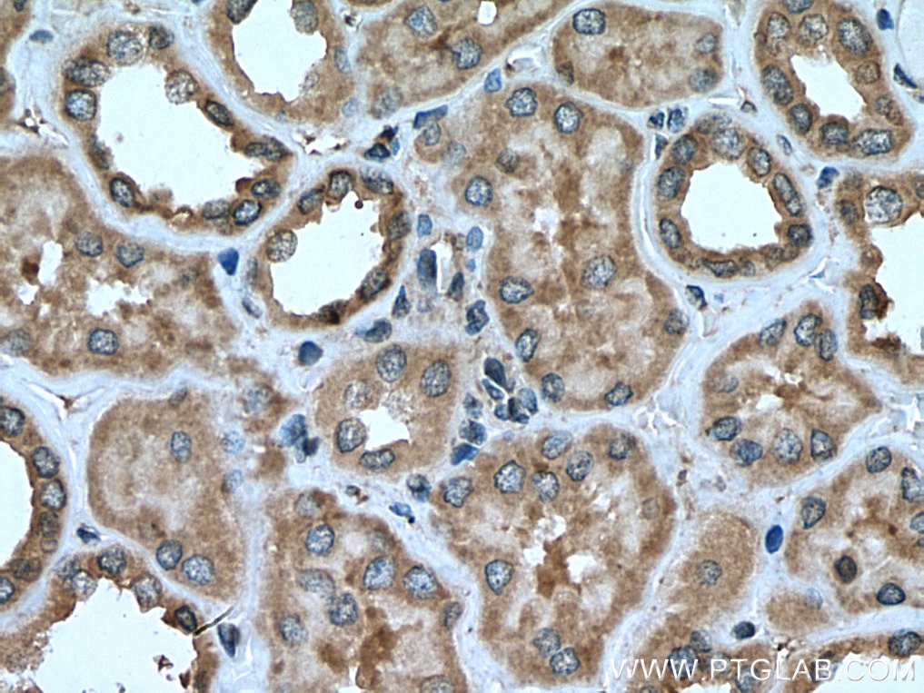 Immunohistochemistry (IHC) staining of human kidney tissue using CCDC50 Polyclonal antibody (21082-1-AP)