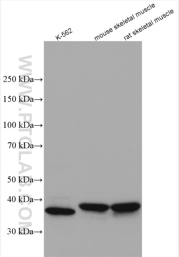 Western Blot (WB) analysis of various lysates using CCDC50 Polyclonal antibody (21082-1-AP)