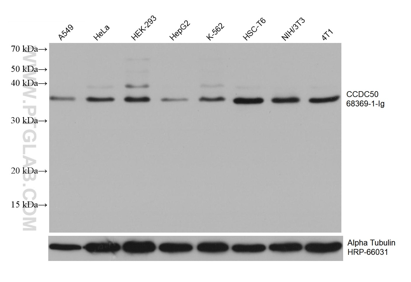 Western Blot (WB) analysis of various lysates using CCDC50 Monoclonal antibody (68369-1-Ig)