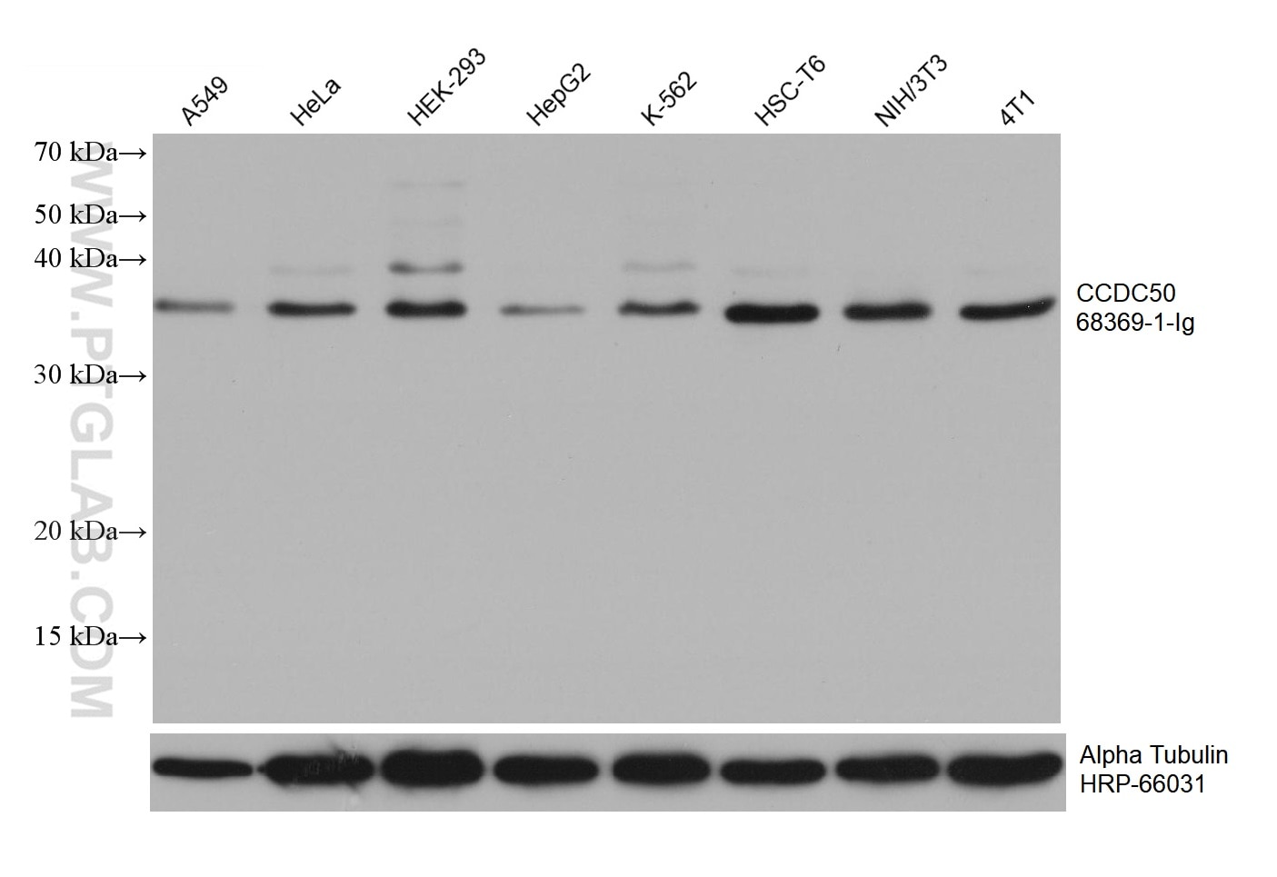 WB analysis using 68369-1-Ig