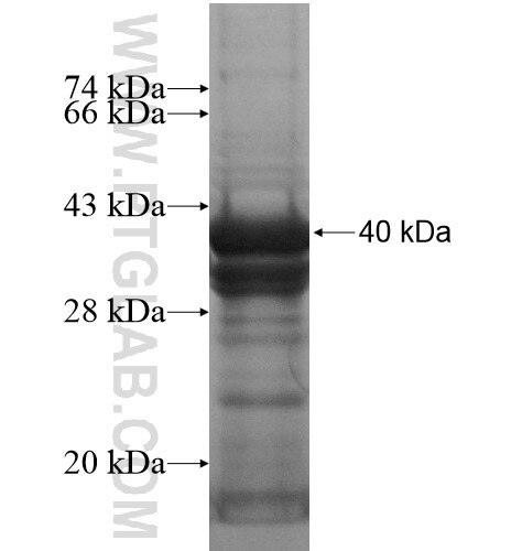 CCDC50 fusion protein Ag15889 SDS-PAGE