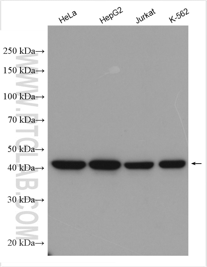 Western Blot (WB) analysis of various lysates using CCDC51 Polyclonal antibody (20465-1-AP)