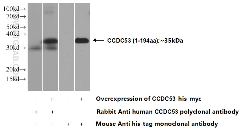 CCDC53