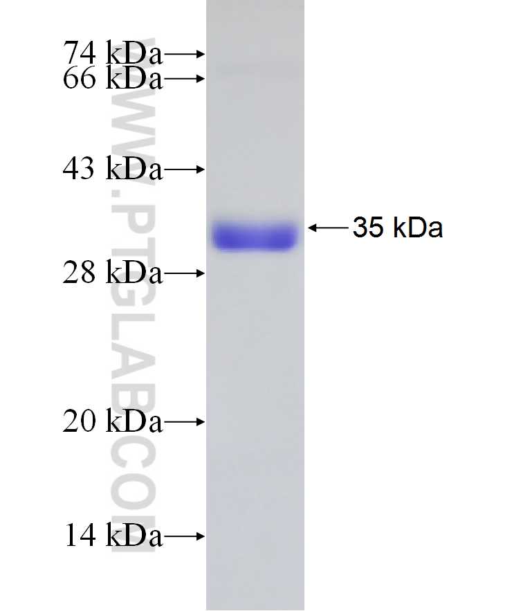 CCDC53 fusion protein Ag19835 SDS-PAGE