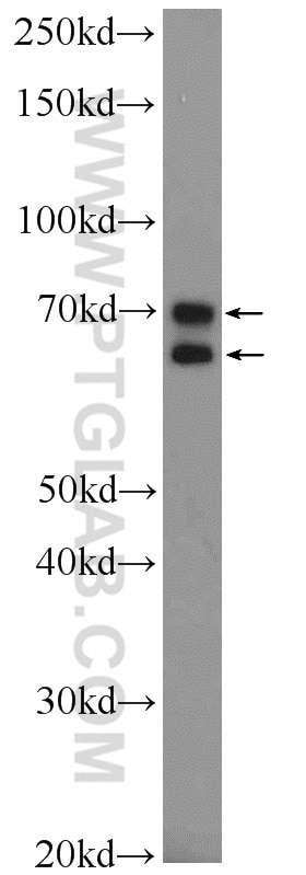 Western Blot (WB) analysis of COLO 320 cells using CCDC55 Polyclonal antibody (21360-1-AP)