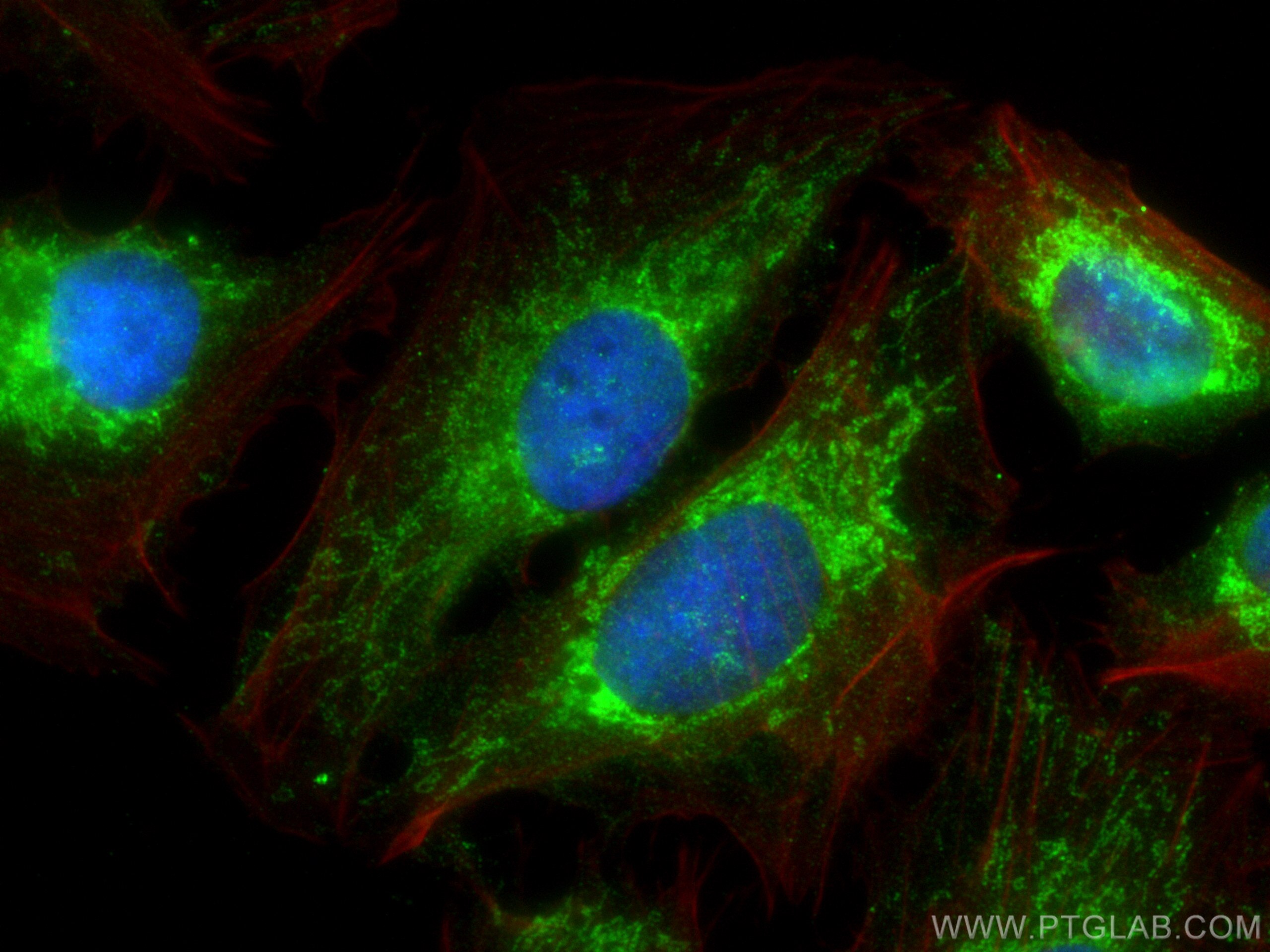 Immunofluorescence (IF) / fluorescent staining of U2OS cells using CCDC56/COA3 Polyclonal antibody (20427-1-AP)