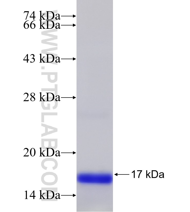 CCDC56 fusion protein Ag14730 SDS-PAGE