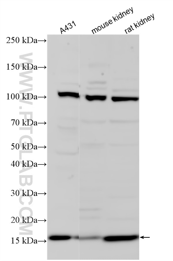 WB analysis using 33455-1-AP (same clone as 33455-1-PBS) Western Blot (WB) analysis of various lysates using CCDC58 Polyclonal antibody (33455-1-AP)