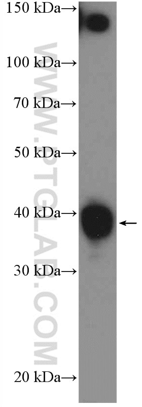 Western Blot (WB) analysis of MCF-7 cells using CCDC59 Polyclonal antibody (26387-1-AP)
