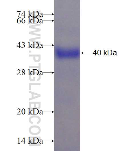 CCDC59 fusion protein Ag23852 SDS-PAGE