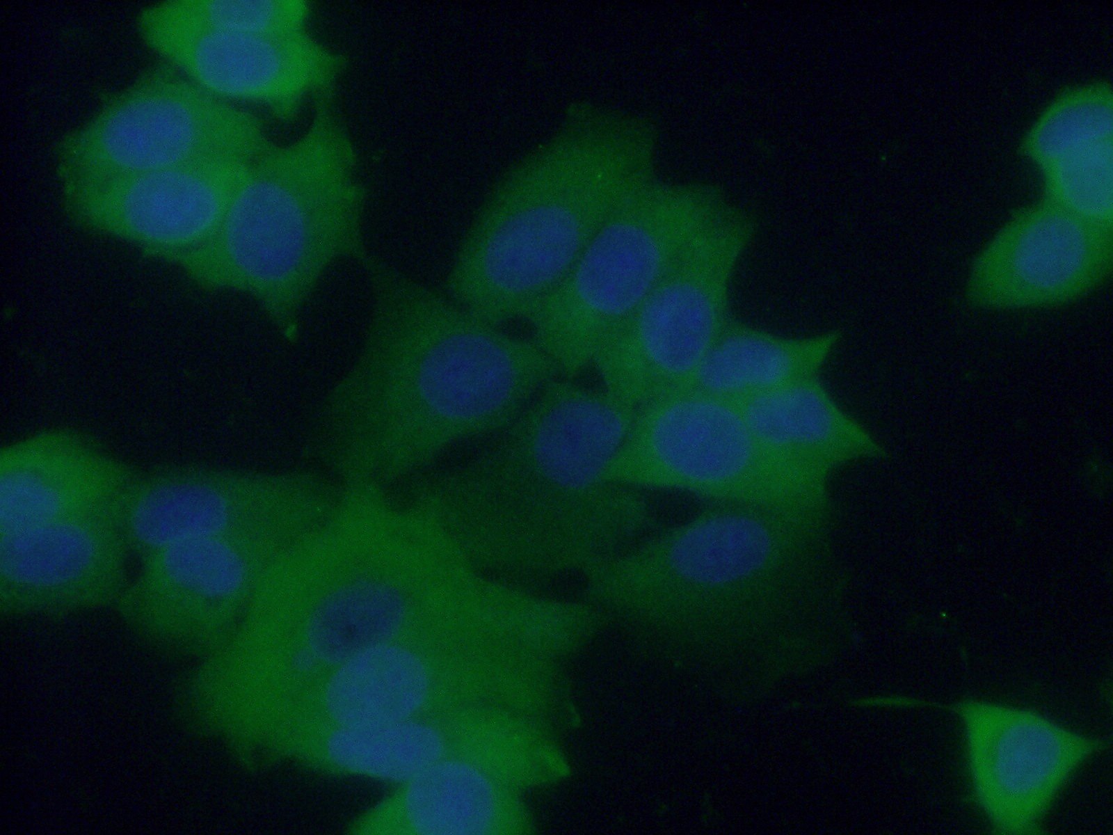 IF Staining of MCF-7 using 13717-1-AP