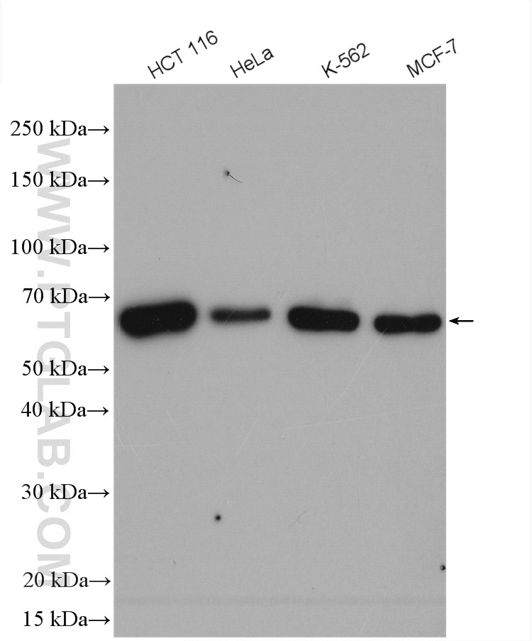 Western Blot (WB) analysis of various lysates using CCDC6 Polyclonal antibody (13717-1-AP)