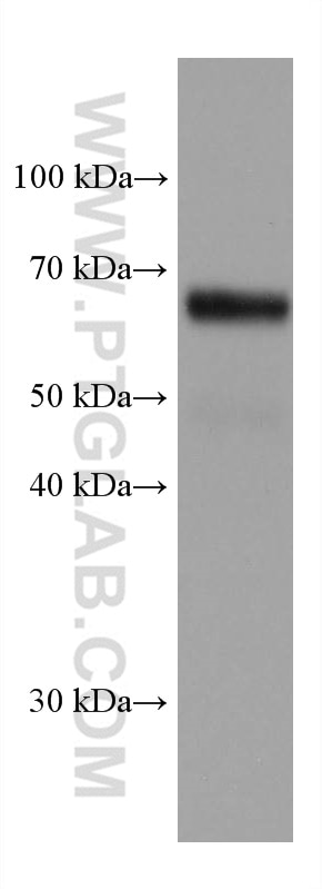 WB analysis of U2OS using 67637-1-Ig