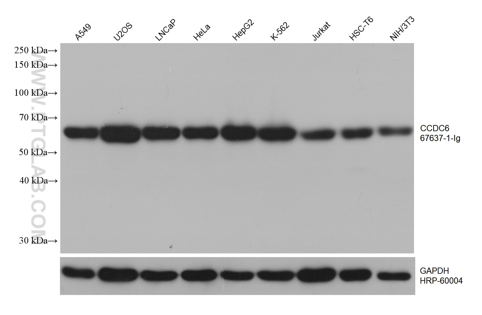 Western Blot (WB) analysis of various lysates using CCDC6 Monoclonal antibody (67637-1-Ig)