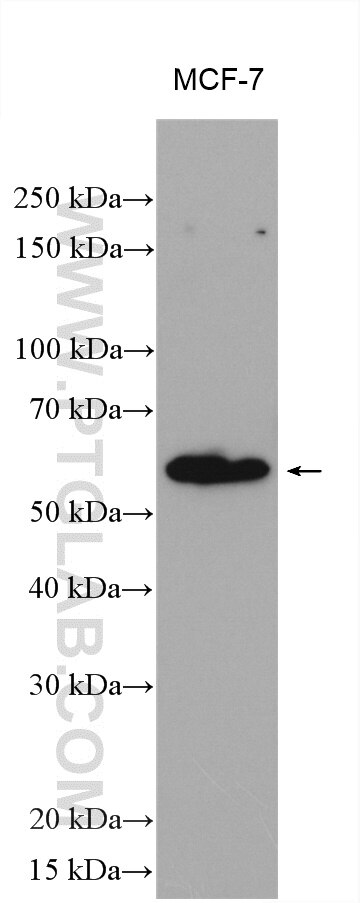 Western Blot (WB) analysis of various lysates using CCDC64B Polyclonal antibody (22770-1-AP)
