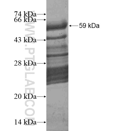 CCDC64B fusion protein Ag18720 SDS-PAGE