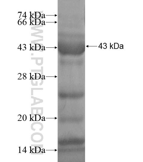 CCDC64B fusion protein Ag19121 SDS-PAGE