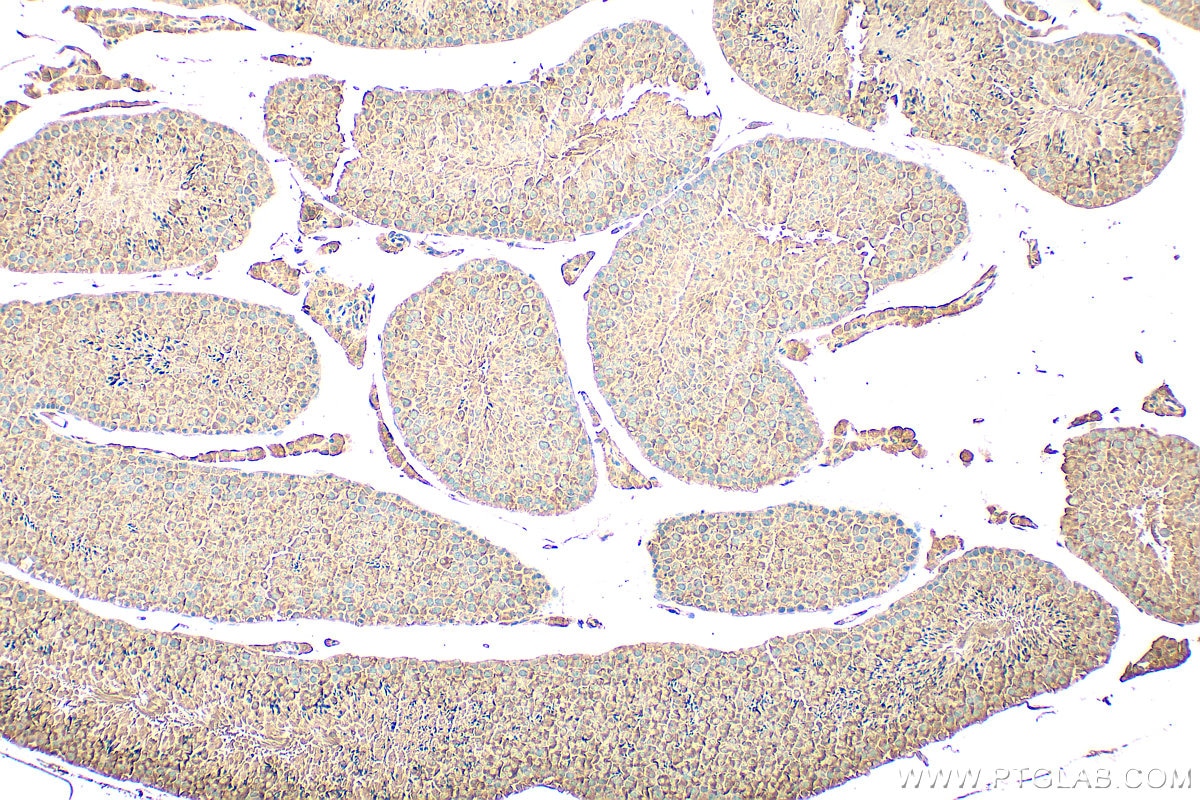 Immunohistochemistry (IHC) staining of mouse testis tissue using CCDC65 Polyclonal antibody (24376-1-AP)