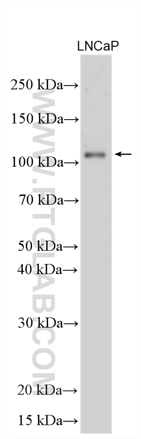 Western Blot (WB) analysis of various lysates using CCDC66 Polyclonal antibody (26333-1-AP)