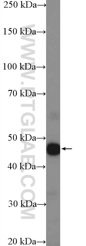 Western Blot (WB) analysis of A431 cells using CCDC68 Polyclonal antibody (26301-1-AP)