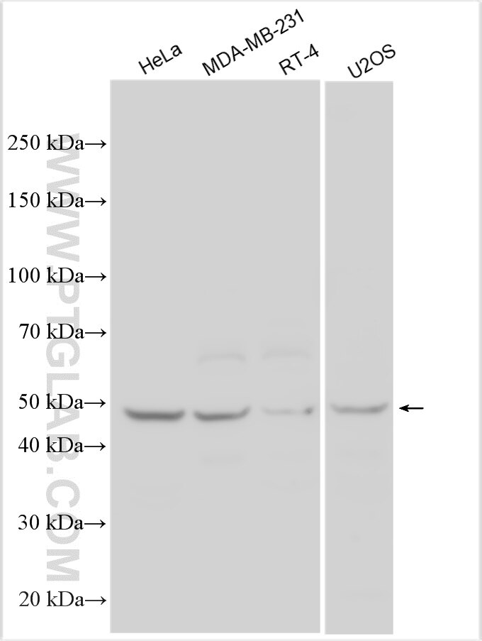 Western Blot (WB) analysis of various lysates using CCDC69 Polyclonal antibody (31457-1-AP)