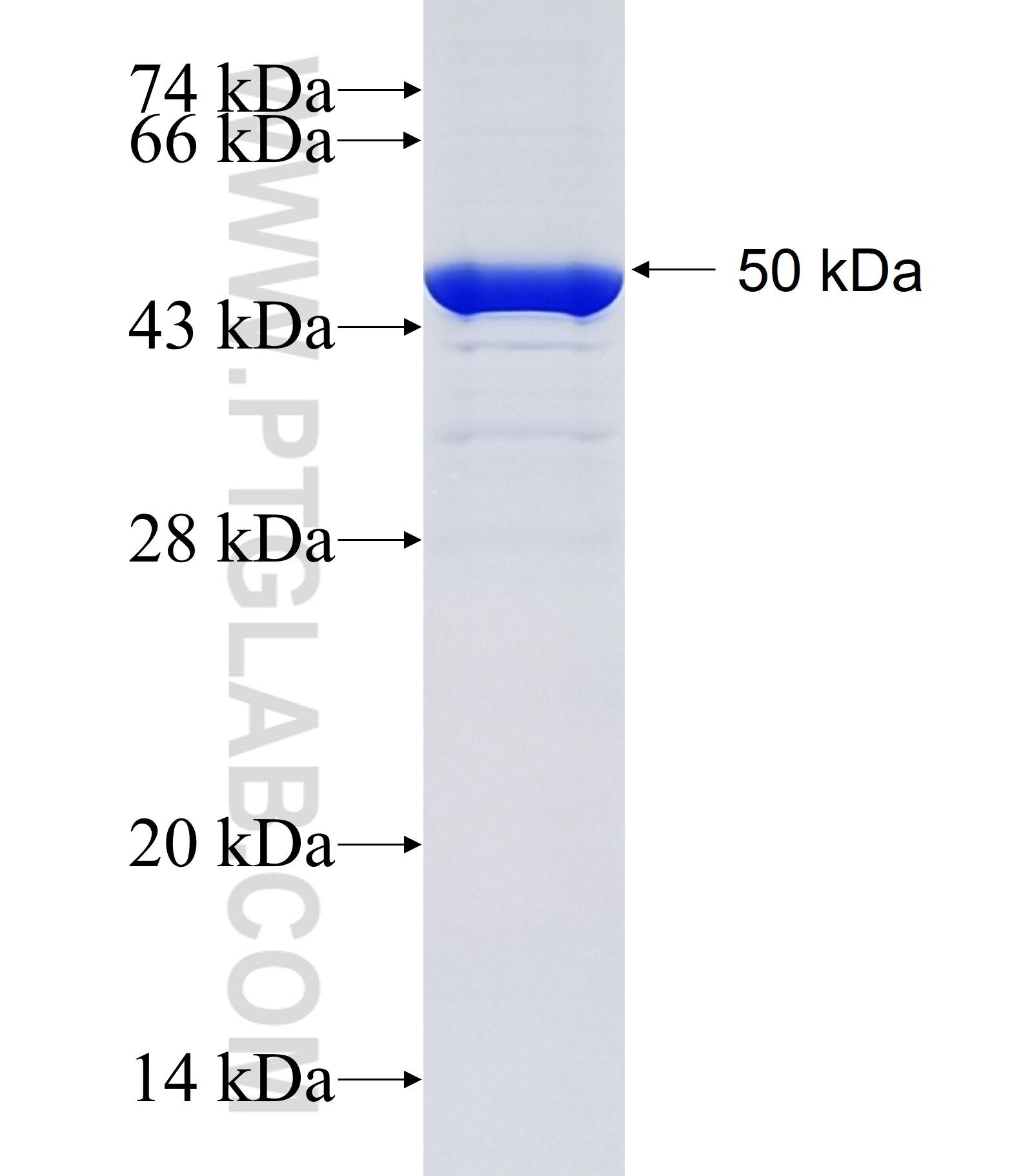 CCDC69 fusion protein Ag34858 SDS-PAGE