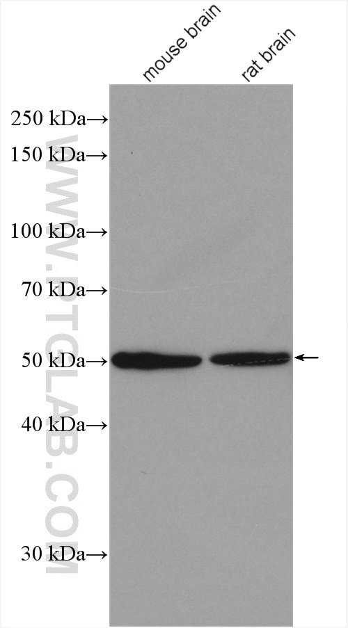 Western Blot (WB) analysis of various lysates using CCDC71 Polyclonal antibody (28152-1-AP)