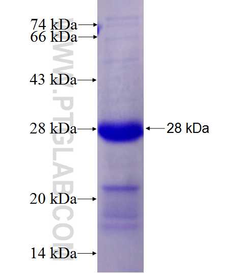 CCDC71 fusion protein Ag27446 SDS-PAGE