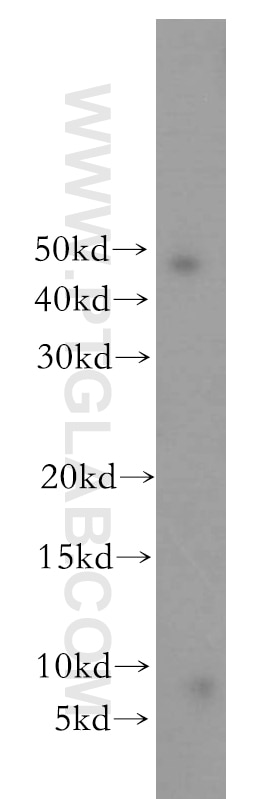 Western Blot (WB) analysis of HEK-293 cells using CCDC72 Polyclonal antibody (20393-1-AP)