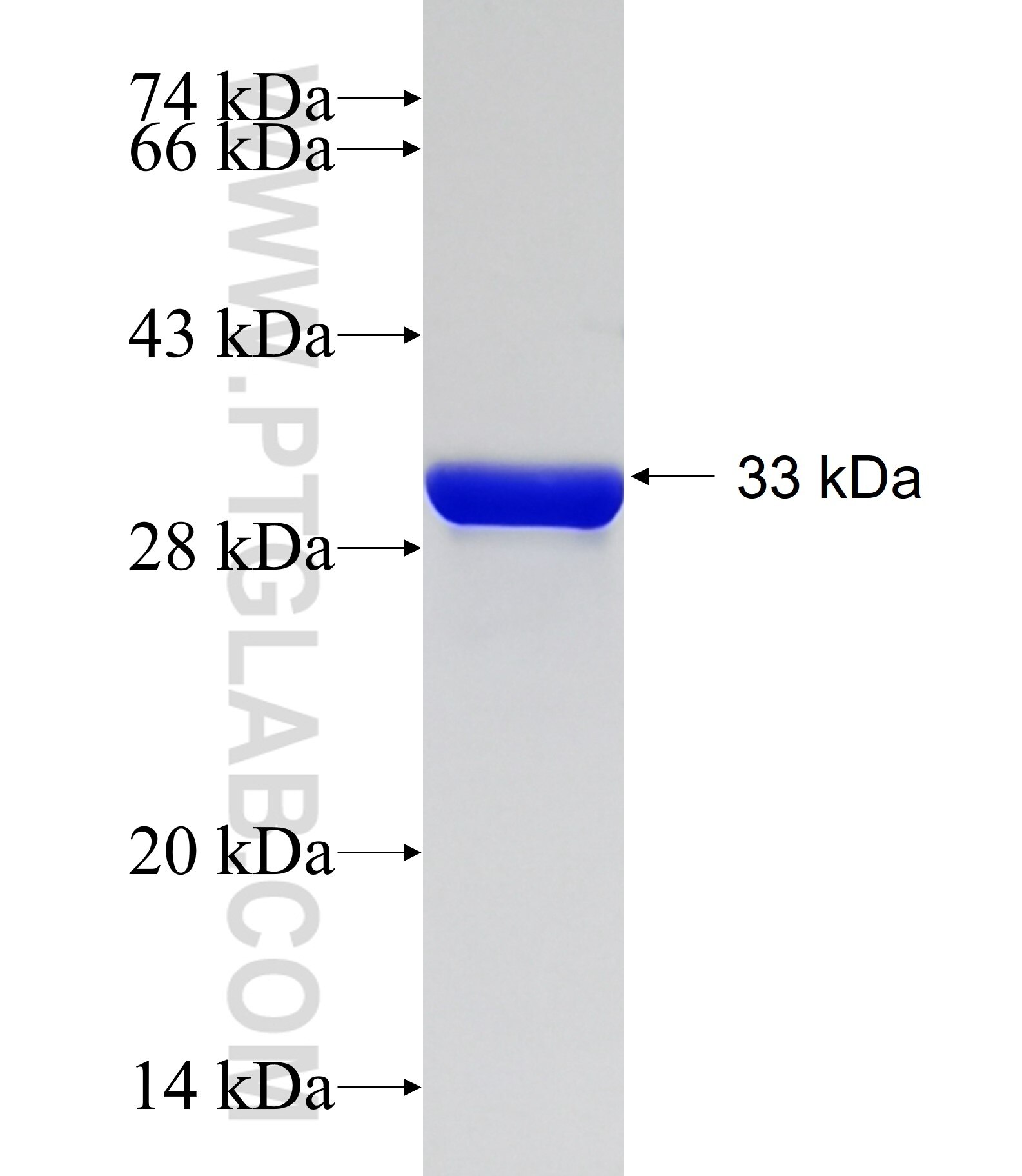 CCDC72 fusion protein Ag13792 SDS-PAGE